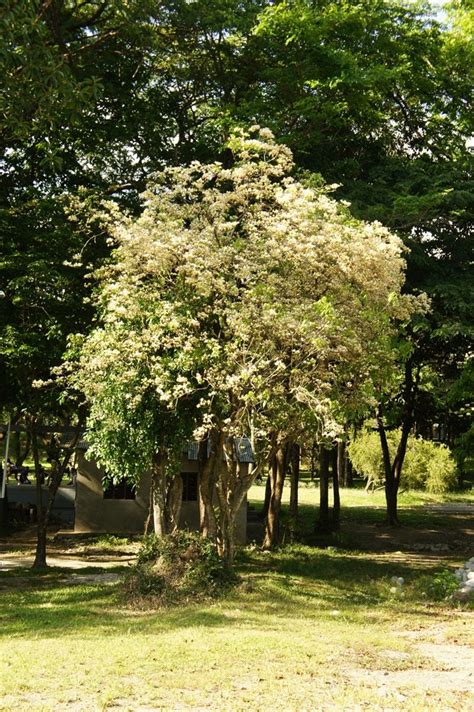 OUR PHILIPPINE TREES: The UP Salingbobog 2013 .